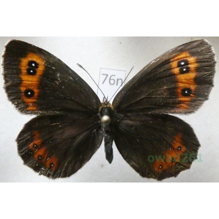 Erebia aethiops (Esper, 1777) Górówka medea Poland76n